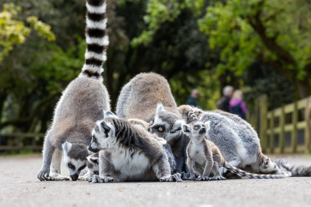 Fota Wildlife Park has announced the recent arrival of five endangered Ring-tailed lemur babies to the free-range troop. Picture: Darragh Kane Fota Wildlife Park has announced the recent arrival of five endangered Ring-tailed lemur babies to the free-range troop. Picture: Darragh Kane