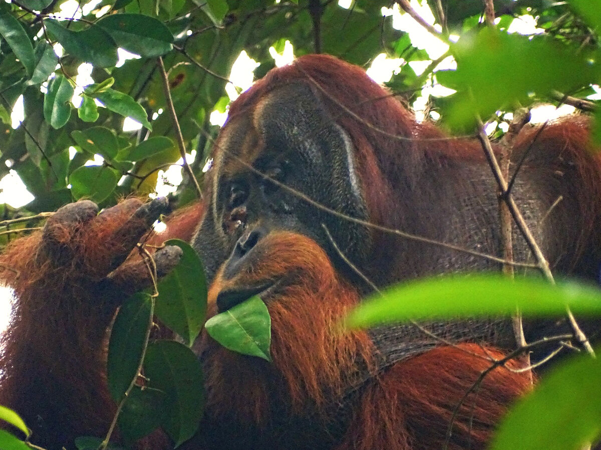 Rakus, a wild male Sumatran orangutan, chewing the leaves of a climbing plant known as Akar Kuning (Fibraurea tinctoria) and applying the mixture to a wound on his right cheek