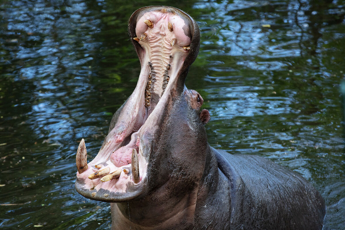 Dublin Zoo is delighted to welcome male hippopotamus, Ernie, who joins female Heidi at the African Plains. Picture: Patrick Bolger Dublin Zoo is delighted to welcome male hippopotamus, Ernie, who joins female Heidi at the African Plains. Picture: Patrick Bolger