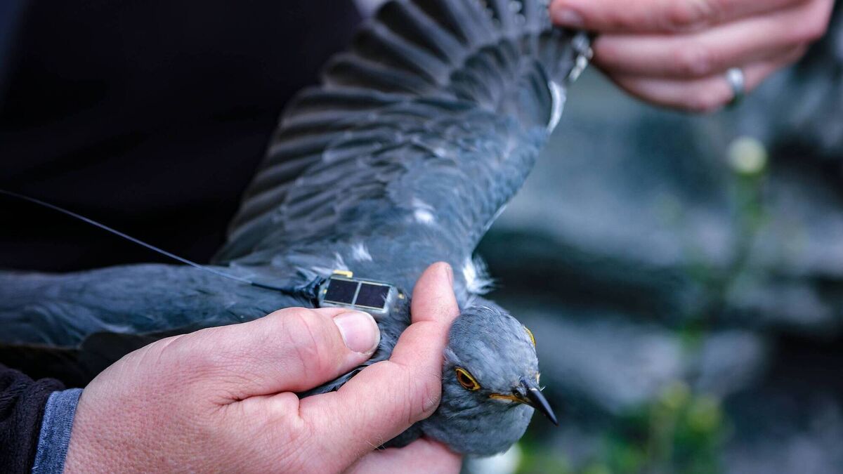 Project tracks cuckoo's 9,000km journey from Africa's rainforests home to Kerry - Vimarsana News