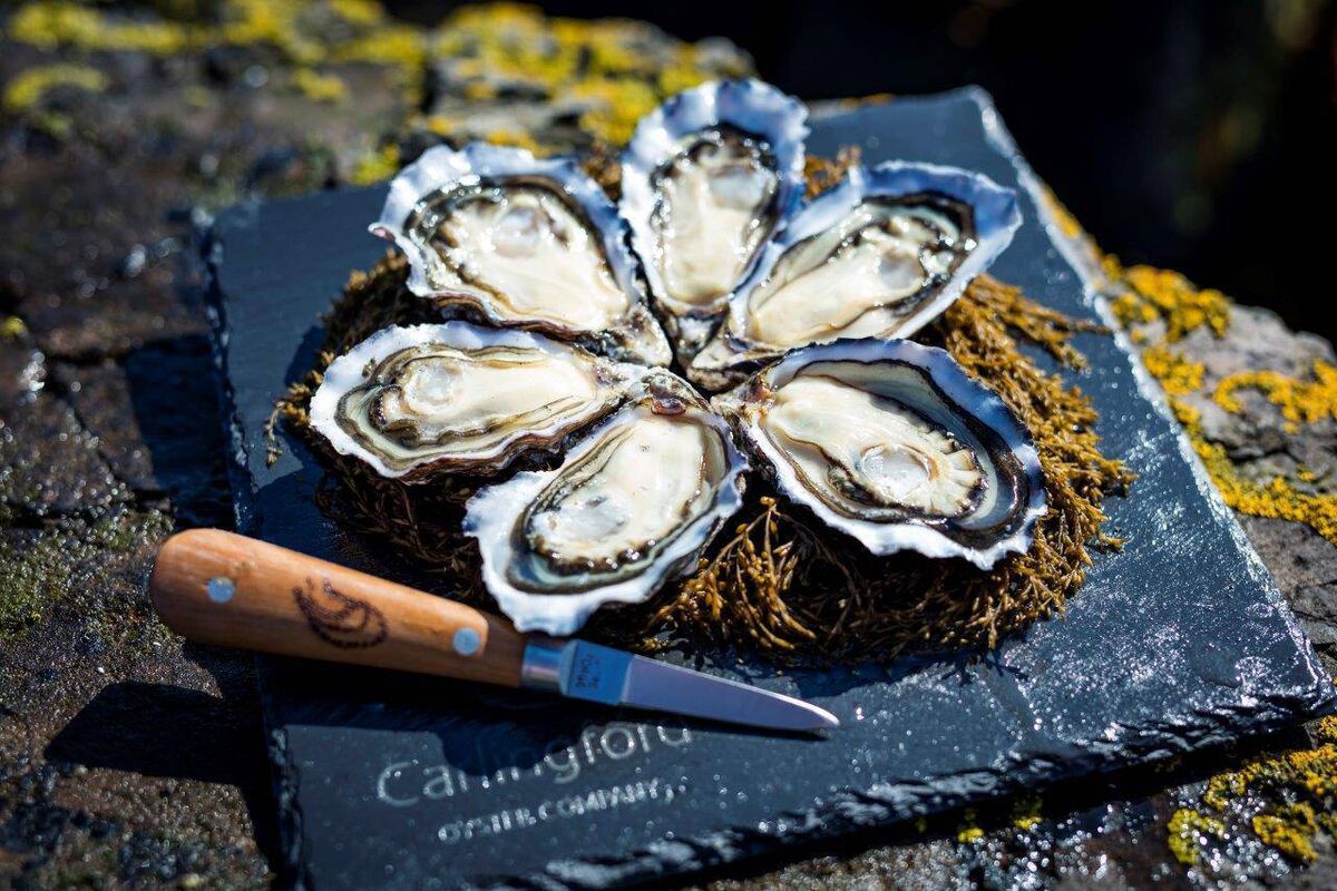It takes more than three years for Carlingford Oysters to reach maturity. Picture: Terry McDonagh