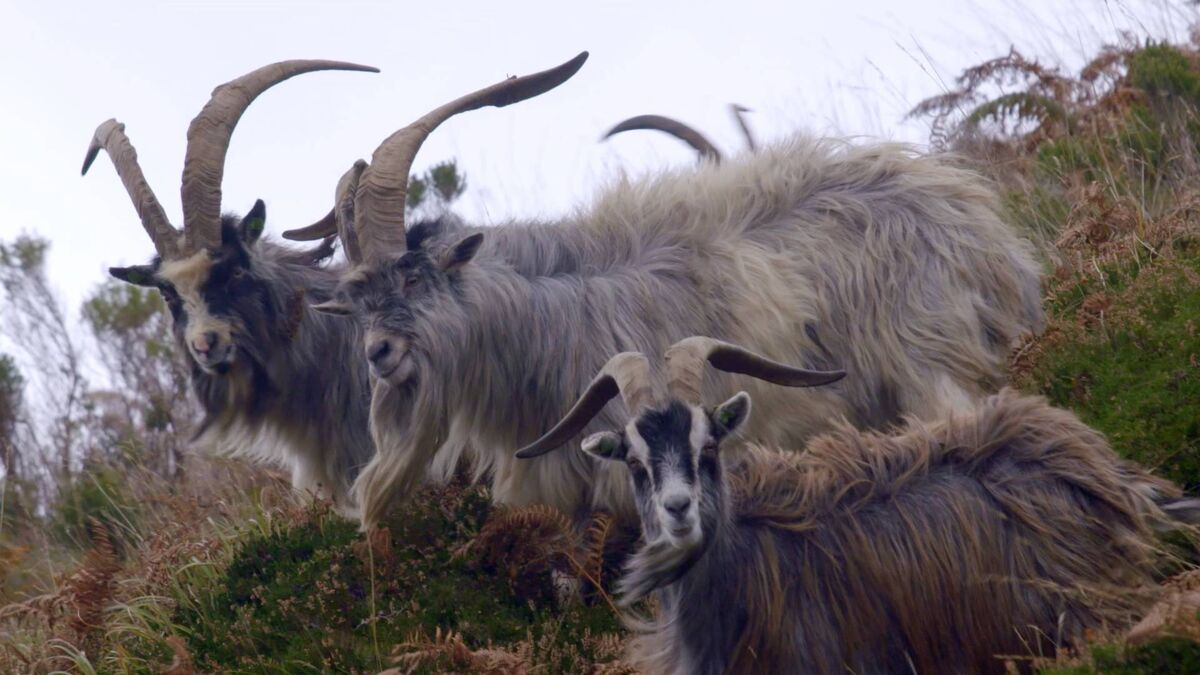 Back From The Brink: an ancient breed of wild Irish goat might be the answer to the very modern problem of wildfires