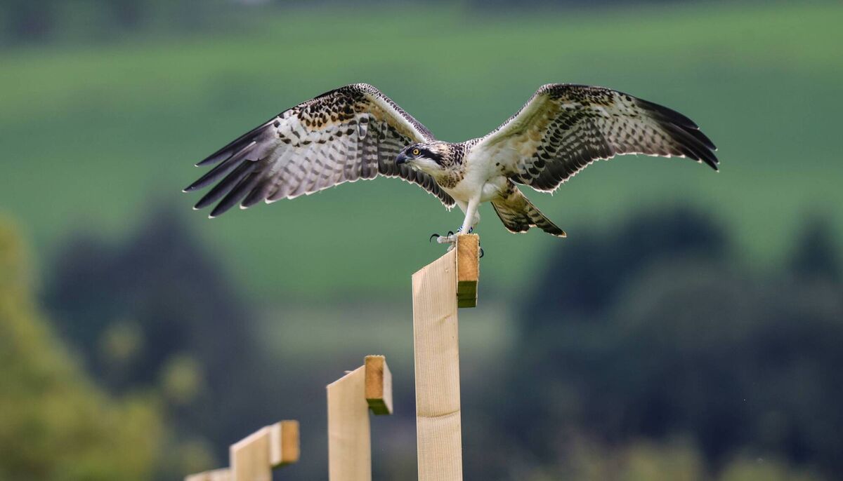 first flight for one of the osprey chicks brought to Ireland as part of a new National Park and Wildlife Service (NPWS) reintroduction programme Picture: Valerie O'Sullivan