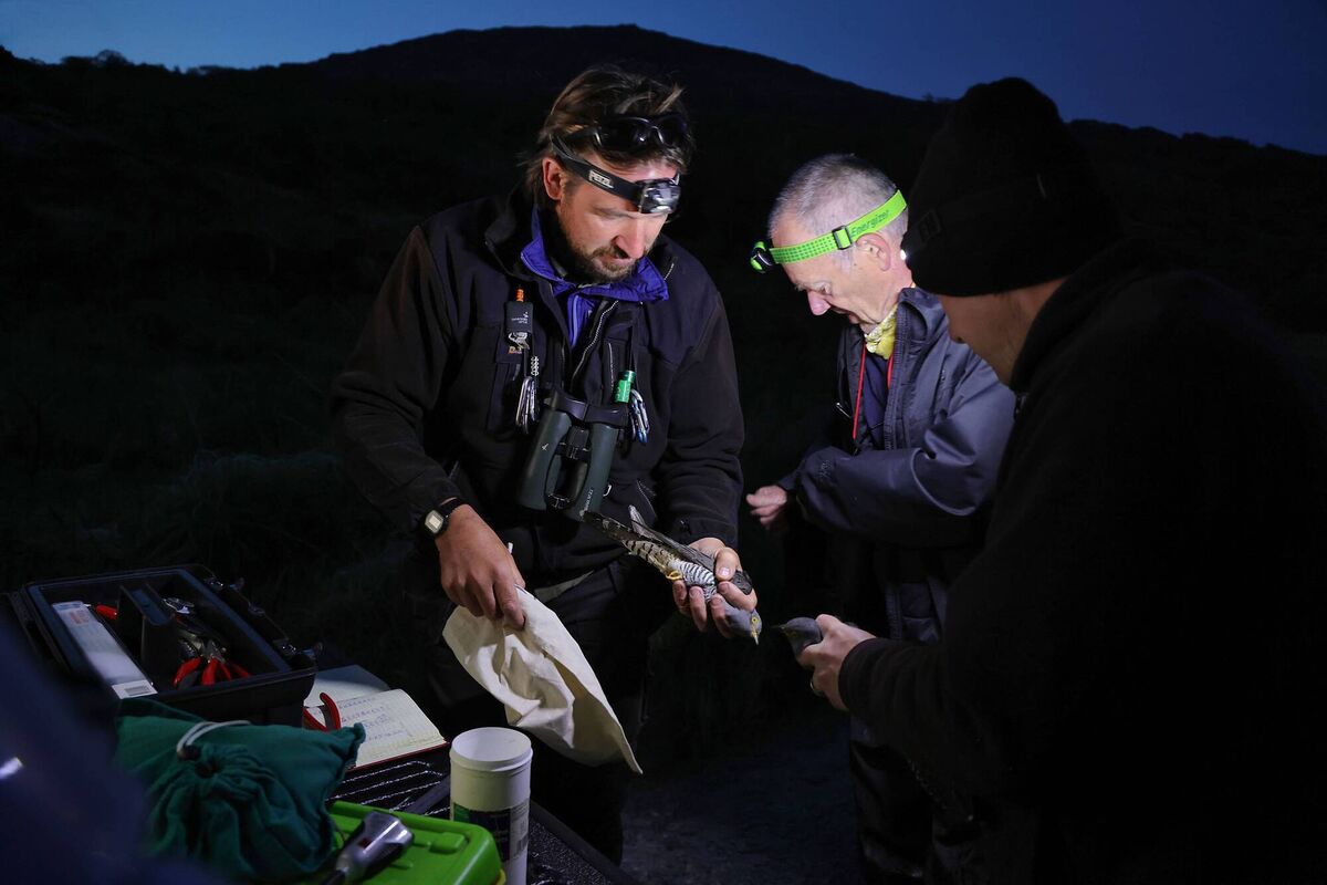Sam Bayley, left, Conservation Ranger, Director Cuckoo Tracking Project with Stuart Brown, BTO Volunteer, centre, and Lee Barber Demographic Surveys Organier BTO, with two cuckoos ready for satellite tracking at Derrycunnihy, Killarney National Park