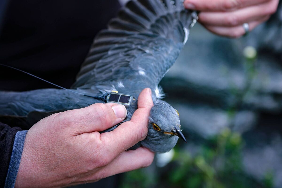A satellite tracked cuckoo: Three from Killarney National Park and one from Burren National Park were given names and fitted with satellite tags and their movements can be followed on the new Cuckoo page on the Killarney National Park website. Using local place names the Cuckoos were named to the areas they were tagged, such as ‘Cuach Torc’ and Cuach Cores’