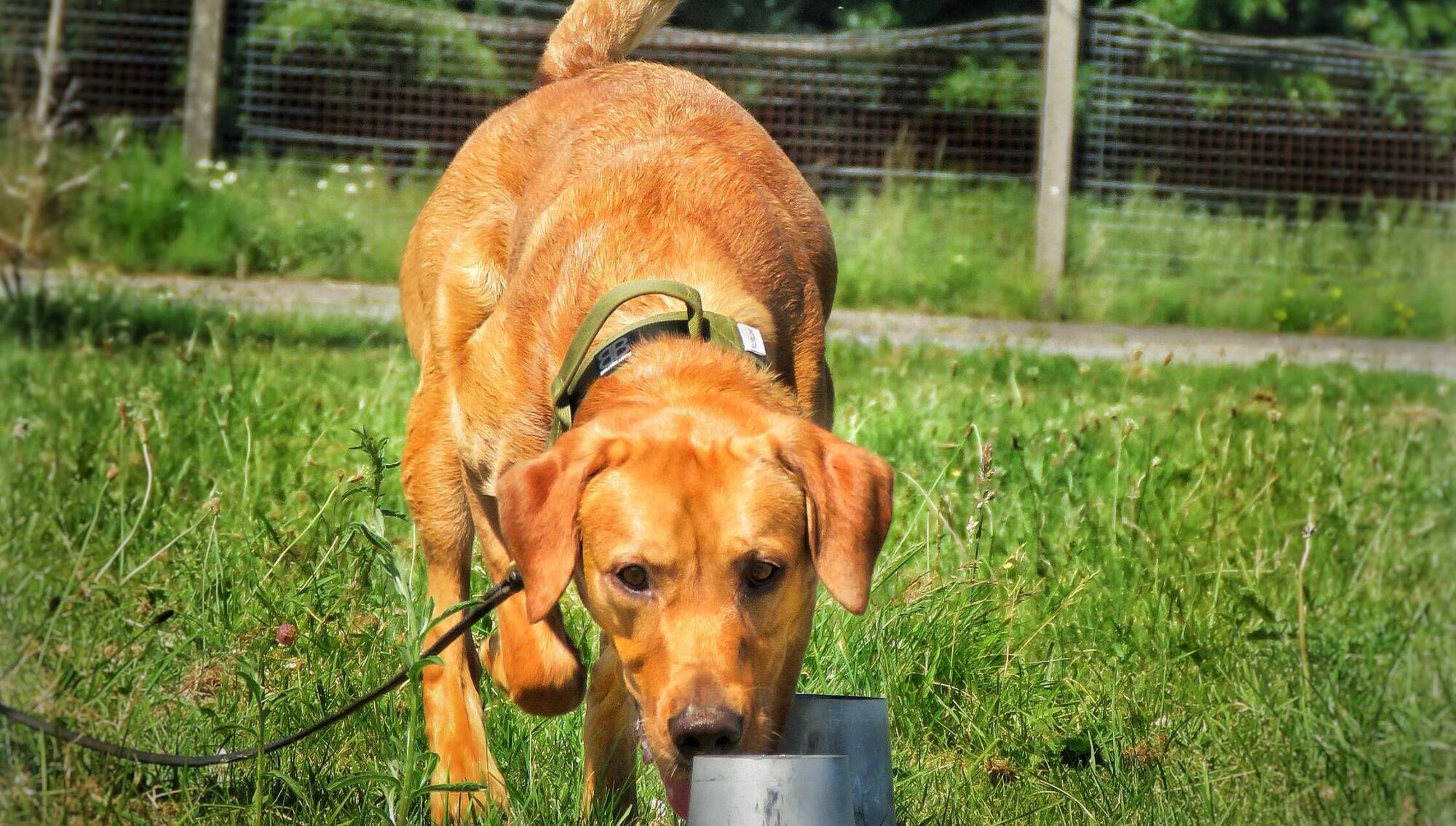 Conservation group sniffs out detector dog to save red-listed seabirds on Rathlin Island