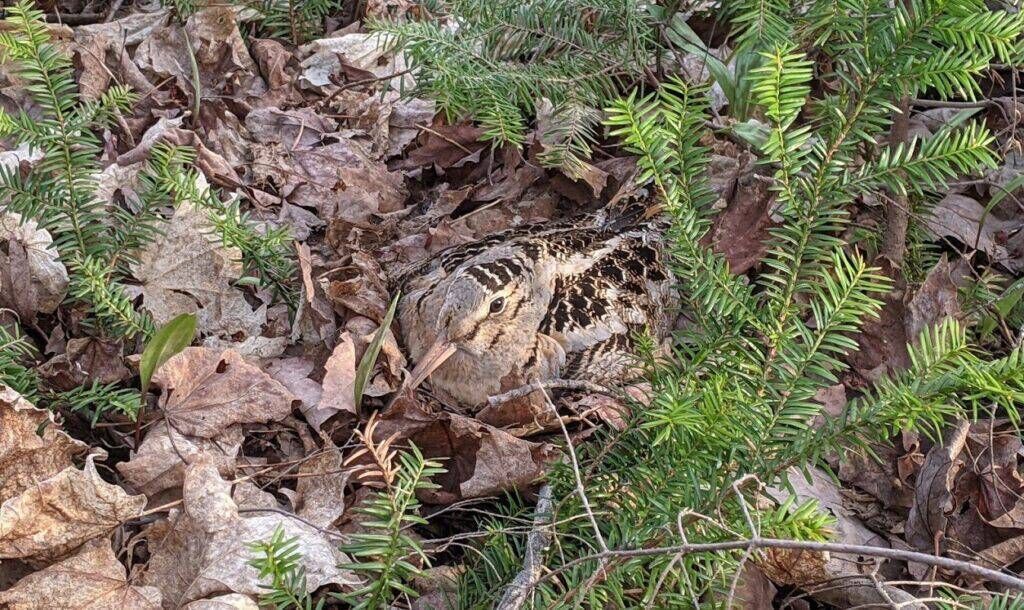 An American woodcock, tagged with an GPS transmitter, sits on her nest in Saint-Augustin, Québec, Canada, as a study collaborator verifies the nest