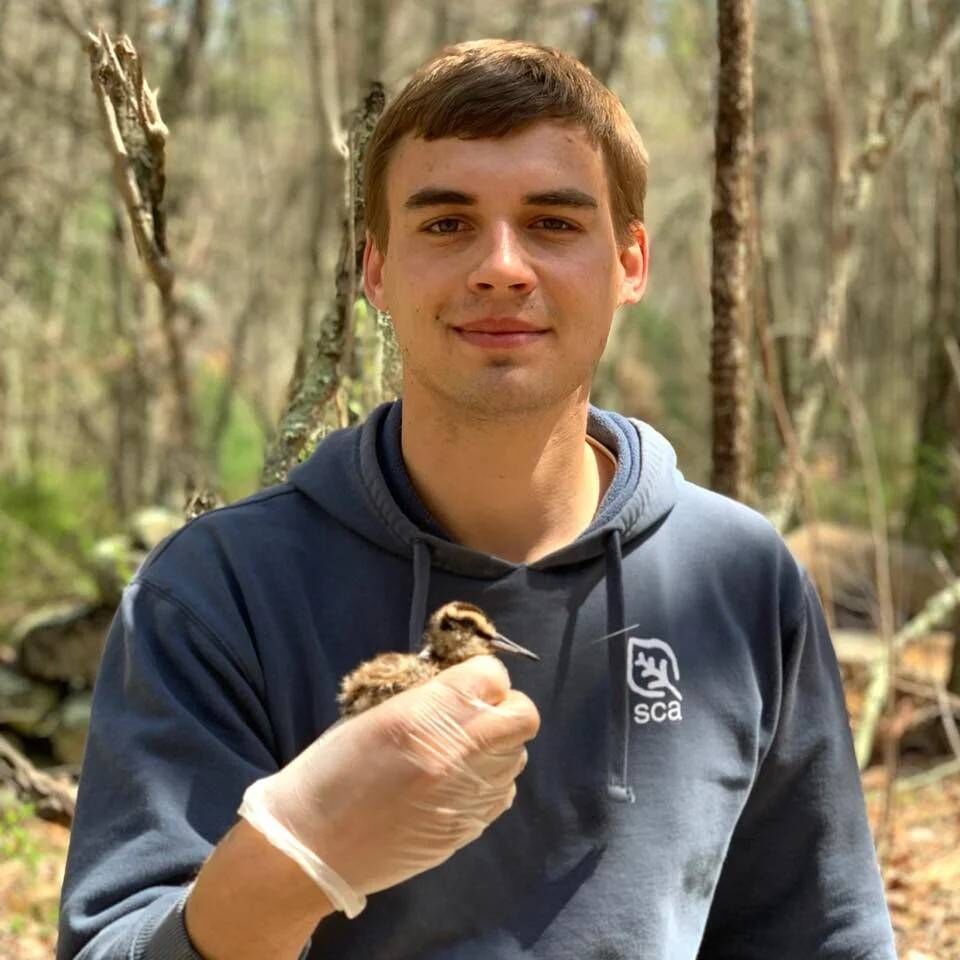 Colby Slezak holds an American woodcock chick at the Arcadia Management Area in Exeter, Rhode Island