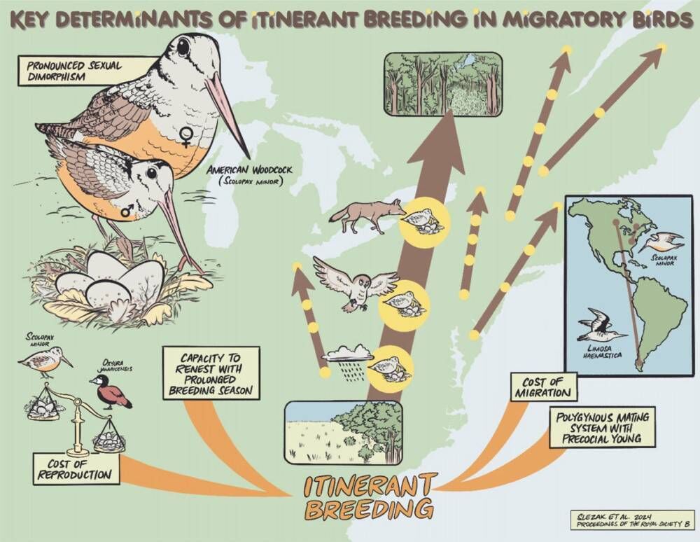 Life-history traits and ecological conditions related to the occurrence of a rare breeding strategy, itinerant breeding, in migratory birds