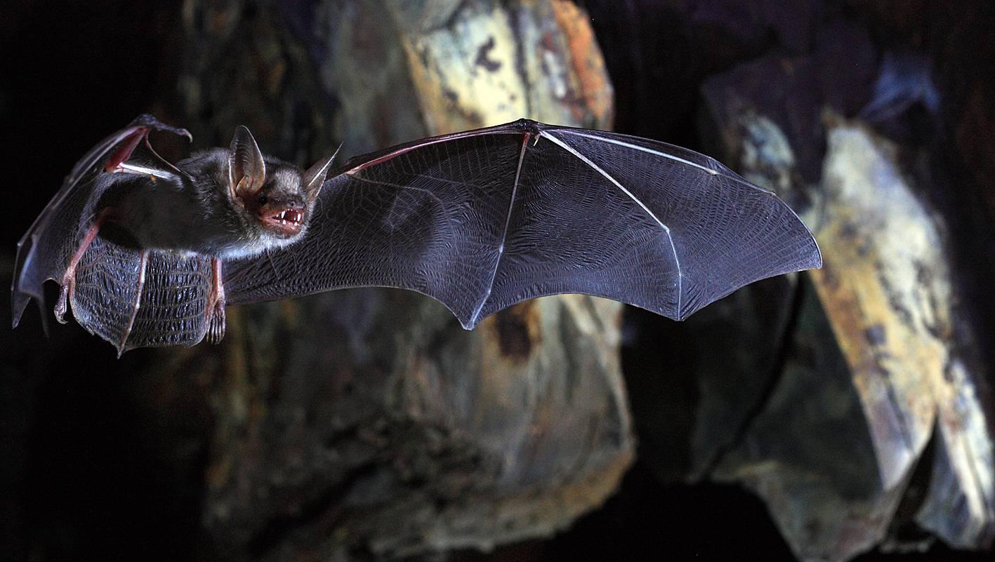 Biodiversity loss is biggest driver of infectious disease outbreaks, says study
