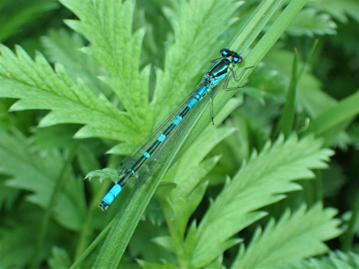 Irish damsel fly. Picture: Dave Wall 