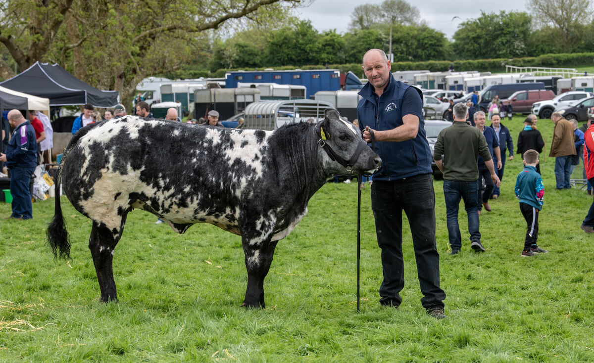 Neil Blennerhassett from Beaufort, Co Kerry, with his Belgian Blue heifer. Picture: Domnick Walsh © Eye Focus LTD 