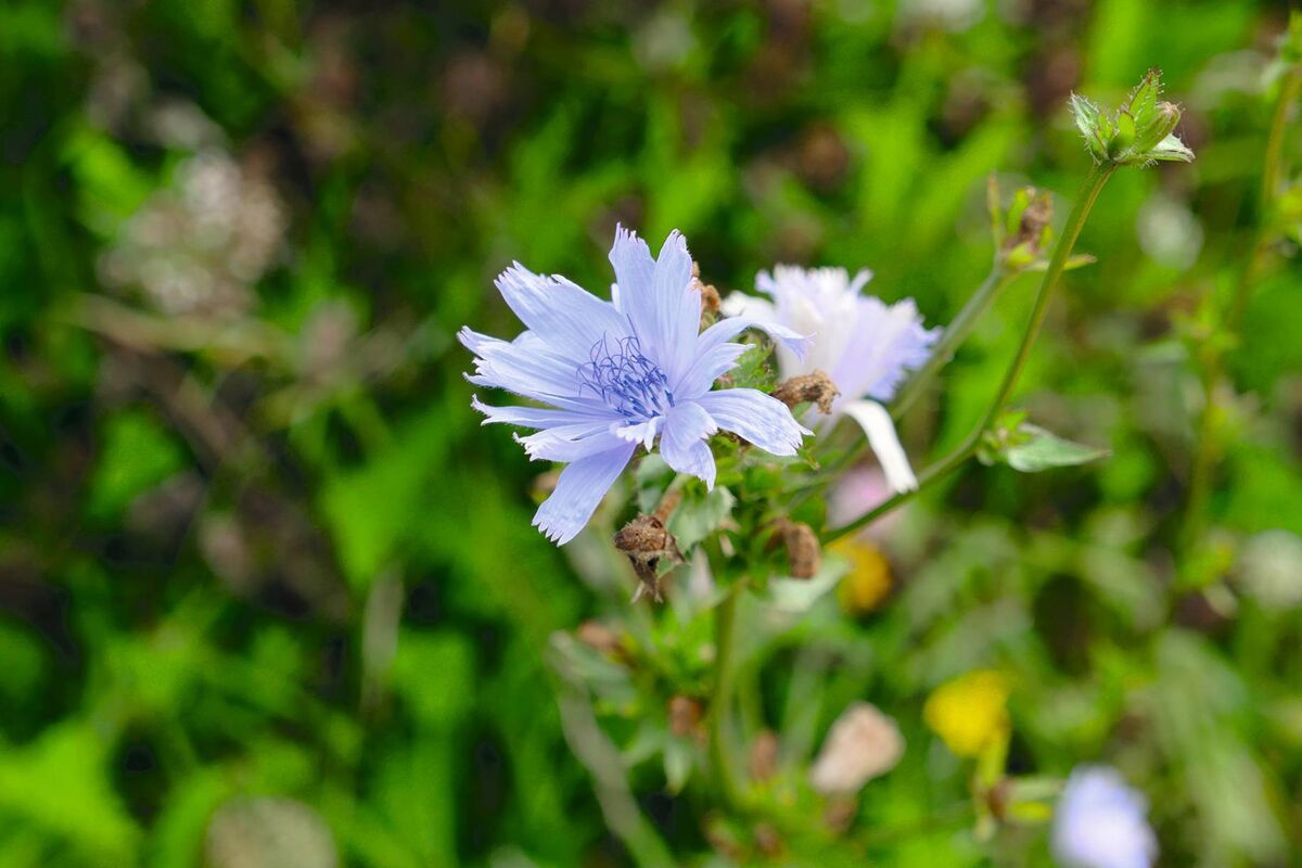 As part of the ACRES agri-environment scheme worth €1.5bn, some 55,000 farmers are enhancing biodiversity on over 800,000 hectares of land in Ireland. 