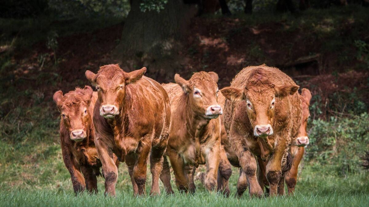 Herd notes: Finishing cattle off grass this summer - Vimarsana News