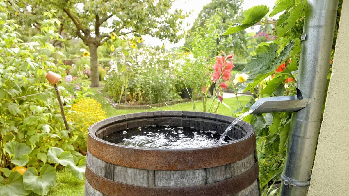 How to use rainwater and grey water this summer - Vimarsana News