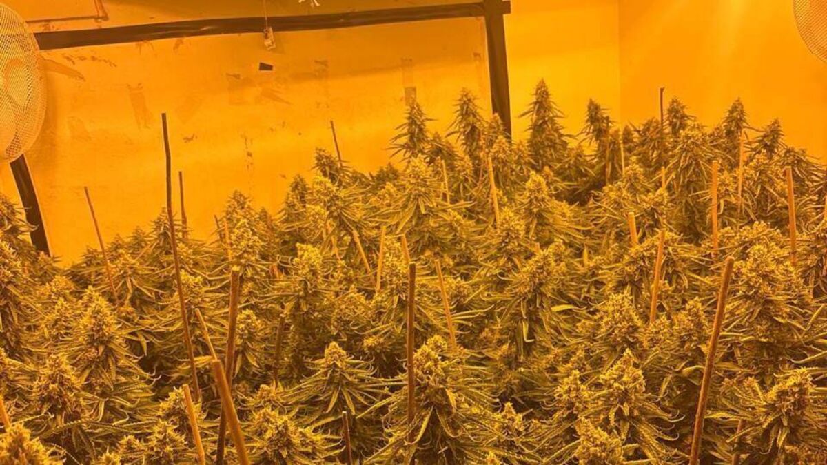 Three arrested after €768k worth of cannabis seized in Louth - Vimarsana News