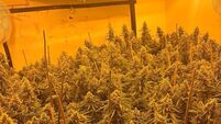 Three arrested after €768k worth of cannabis seized in Louth