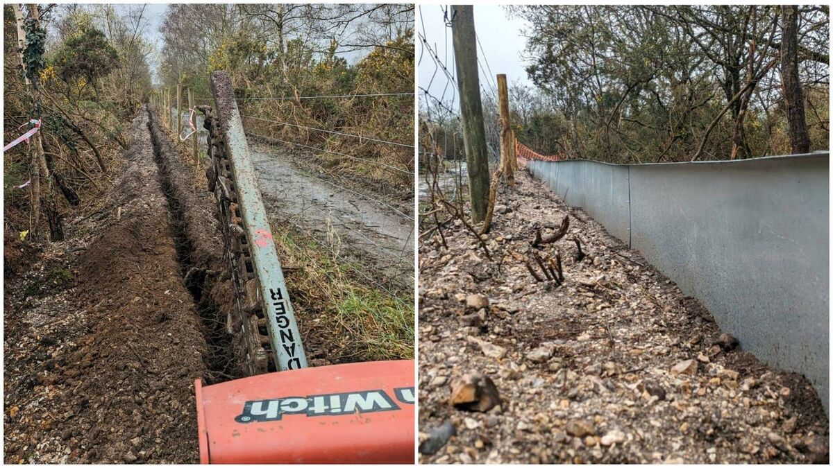 "We've recently installed permanent low fencing at @BBOWT's Greenham Common to help fragmented Adder populations on either side of a road towards a wildlife underpass. This will link the separated populations, allowing them to mix and breed." Images: @MortonPattison 
