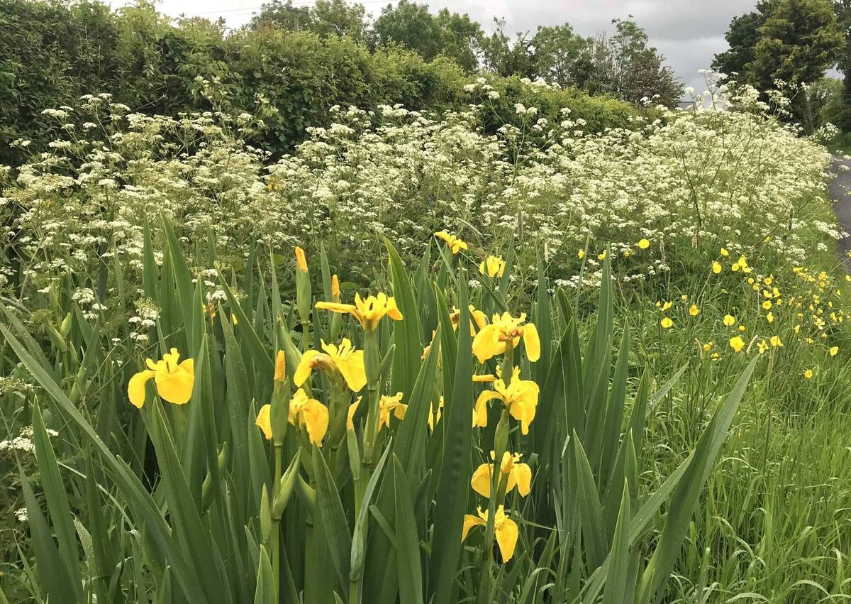 Yellow flag iris in flower now Yellow flag iris in flower now