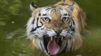India hails increase in wild tigers