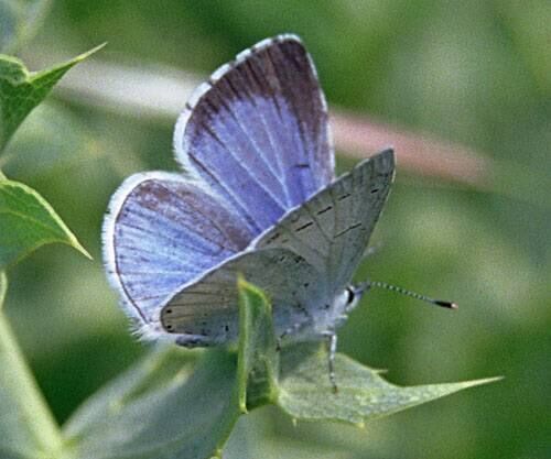 Holly Blue Butterfly Holly Blue Butterfly