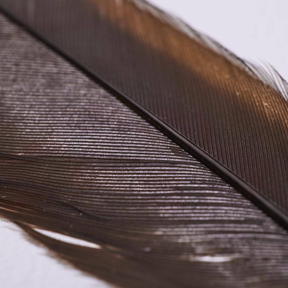 The specimen was one of the best huia feathers Webb’s auction house had seen come to market. Picture: Webb's