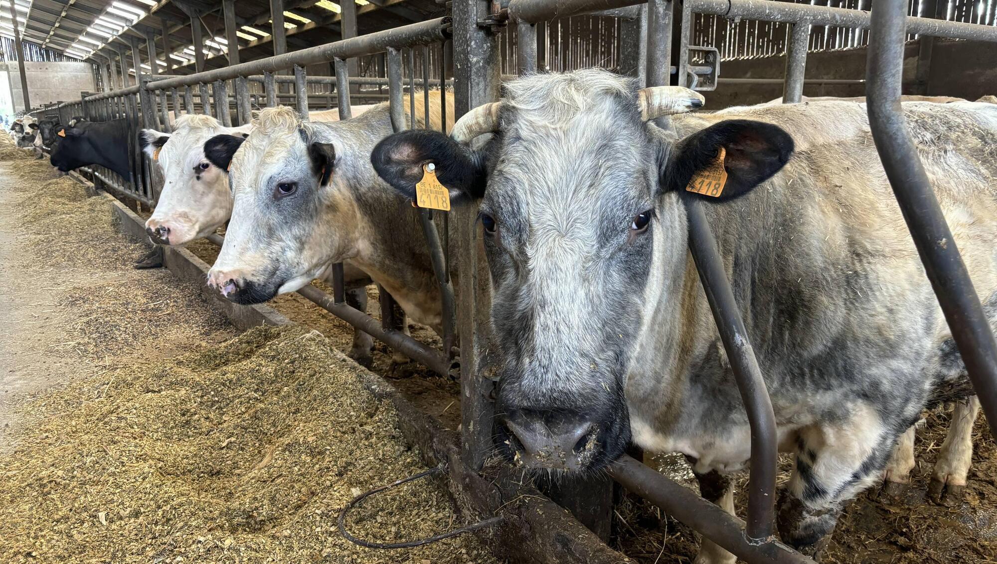 ‘Belgian Blue is to meat, what Holstein is to dairy’