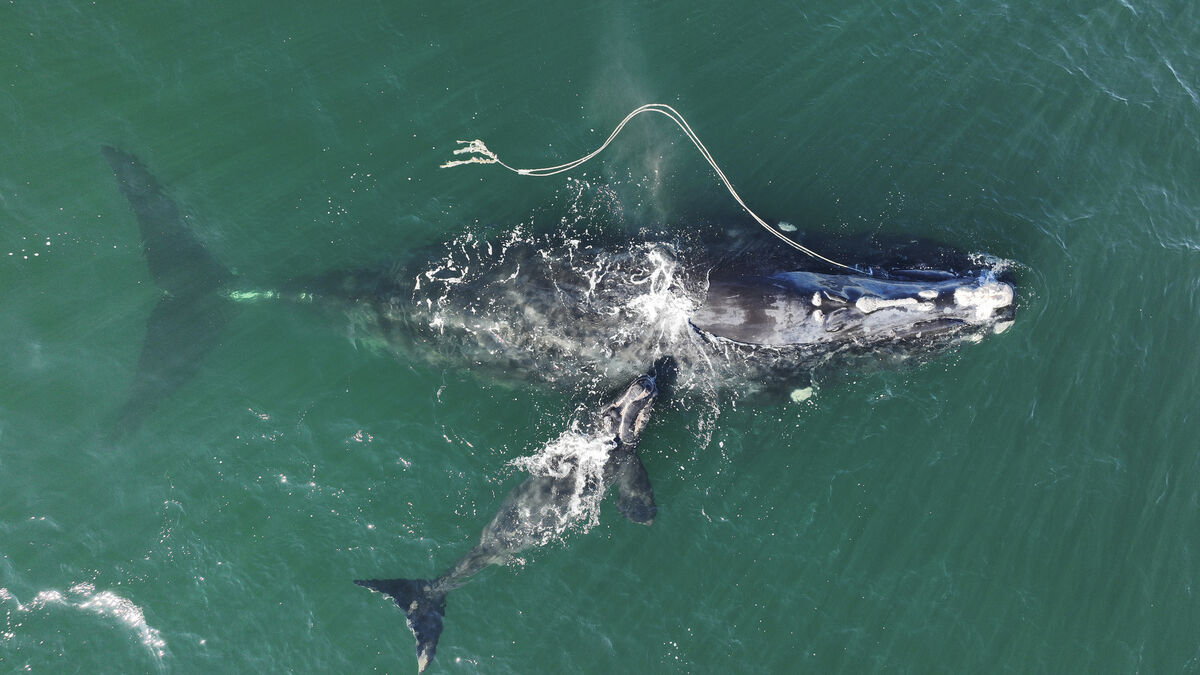 Successful trial of sinking fishing rope raises hope for reducing whale deaths - Vimarsana News
