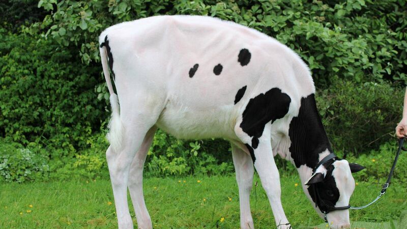 Paula Hynes: When a shot of espresso is all you need