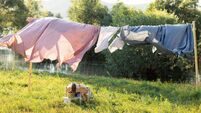 Pink and blue bedding sheet on forest background under the bright warm sun. Clean bed sheet hanging on clothesline at backyard.