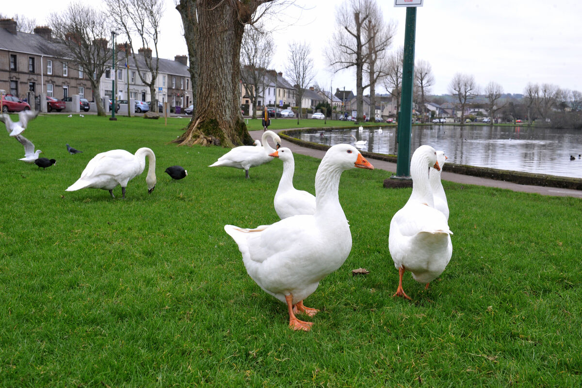 The Lough in Cork is a quiet suburb with a wildbird sanctuary at its heart. It seems particularly poignant that Joyce O’Mahony died alone nearby as life went on and people strolling around The Lough enjoyed the quiet, the waters, and the trees and wildlife there. Picture: Larry Cummins The Lough in Cork is a quiet suburb with a wildbird sanctuary at its heart. It seems particularly poignant that Joyce O’Mahony died alone nearby as life went on and people strolling around The Lough enjoyed the quiet, the waters, and the trees and wildlife there. Picture: Larry Cummins