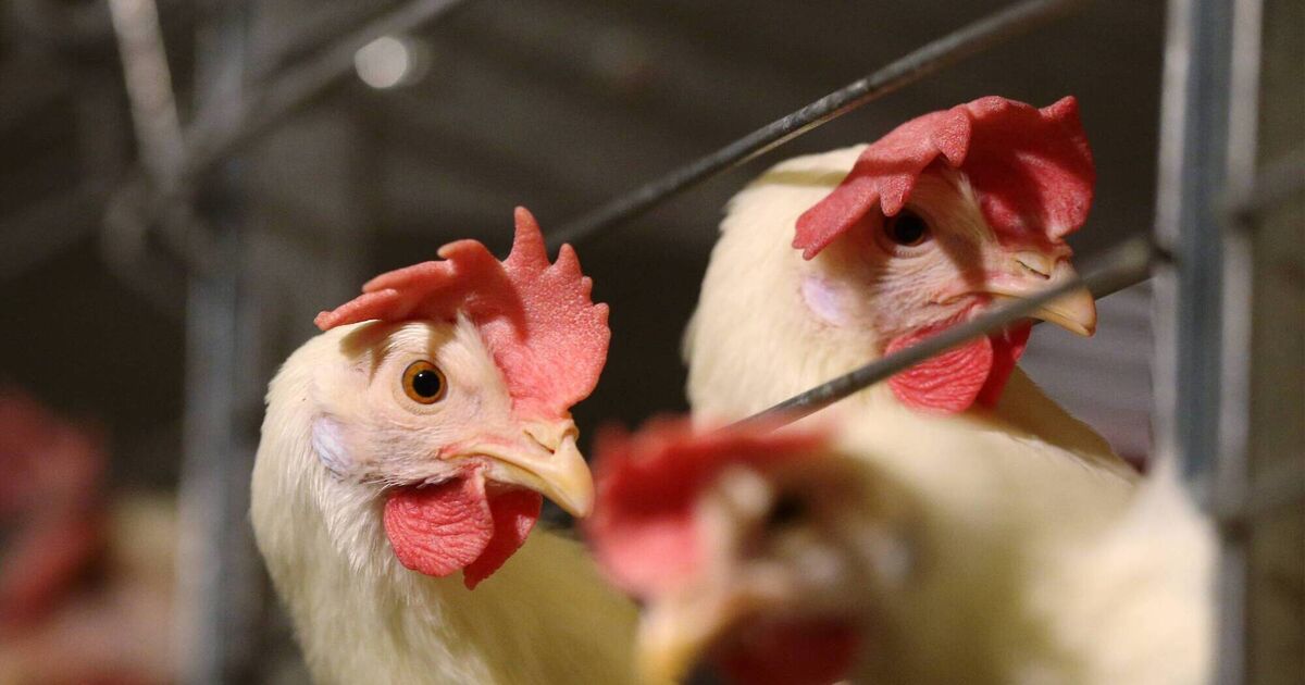 オランダ政府、鶏用鳥インフルエンザワクチンが実際に有効であると証明