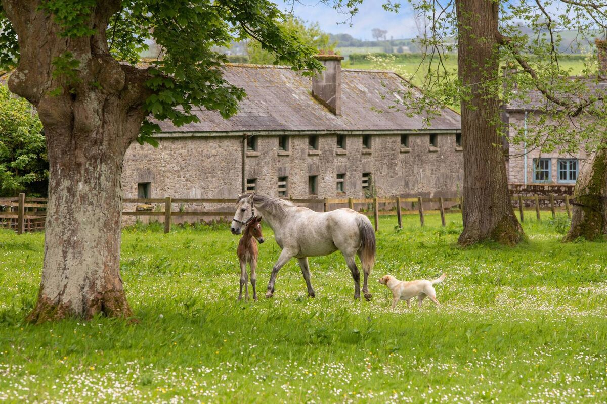The period home and guest cottages on 390 acres with salmon fishery near Lismore is one of the top River Blackwater estates.