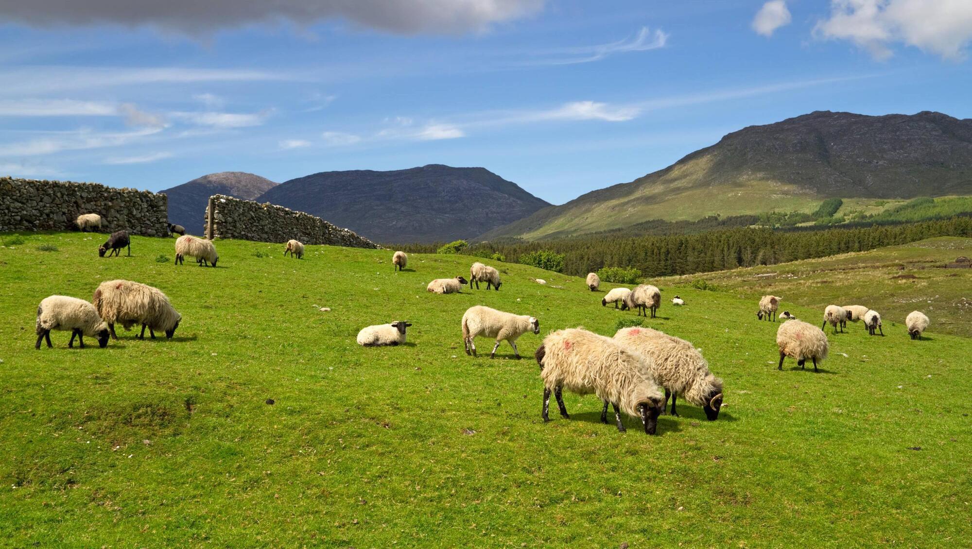 Organic farmers to receive €6.8m in latest payment run