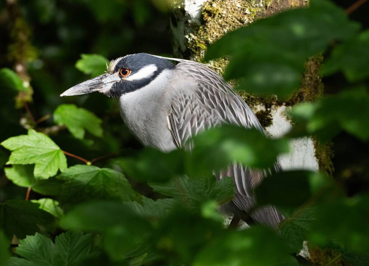The rare heron pictured in Belcarra, Co Mayo. Picture: Ger Nee 