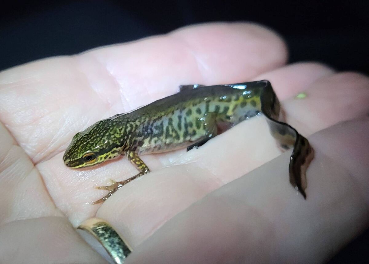 A male Palmate Newt (Lissotriton helveticus) with its distinctive dark stripe running through its head and through the eye. Photo: Clare Heardman, NPWS