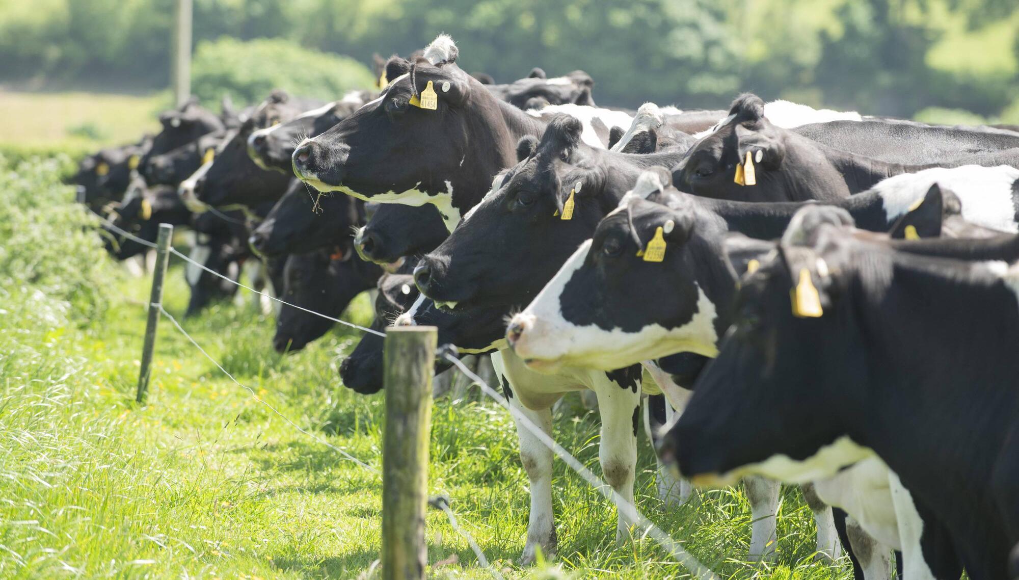 Nitrates: West Cork farmer risks 45% profit drop