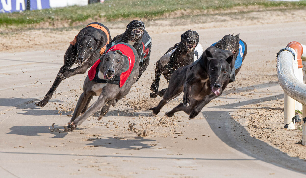 Budget 2024 allocated €19m to Greyhound Racing Ireland. File picture: Howard Crowdy