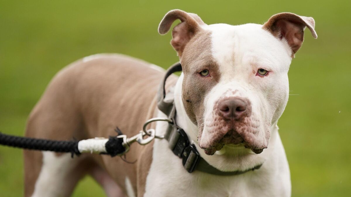 Q&A: What exactly are XL bully dogs and how dangerous are they? - Vimarsana News
