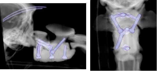 To treat Arthur, a team of specialist veterinary surgeons at Chestergates joined forces with Fusion Implants in Liverpool to create bespoke 3D-printed spinal screws and special surgical cement to help stabilise his spine
