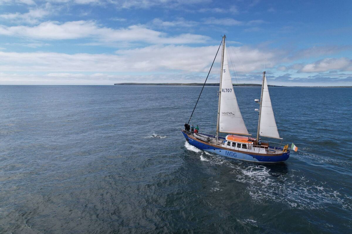 The Celtic Mist 2023 Scientific Report cites findings of five months of research surveys over 3,200km.