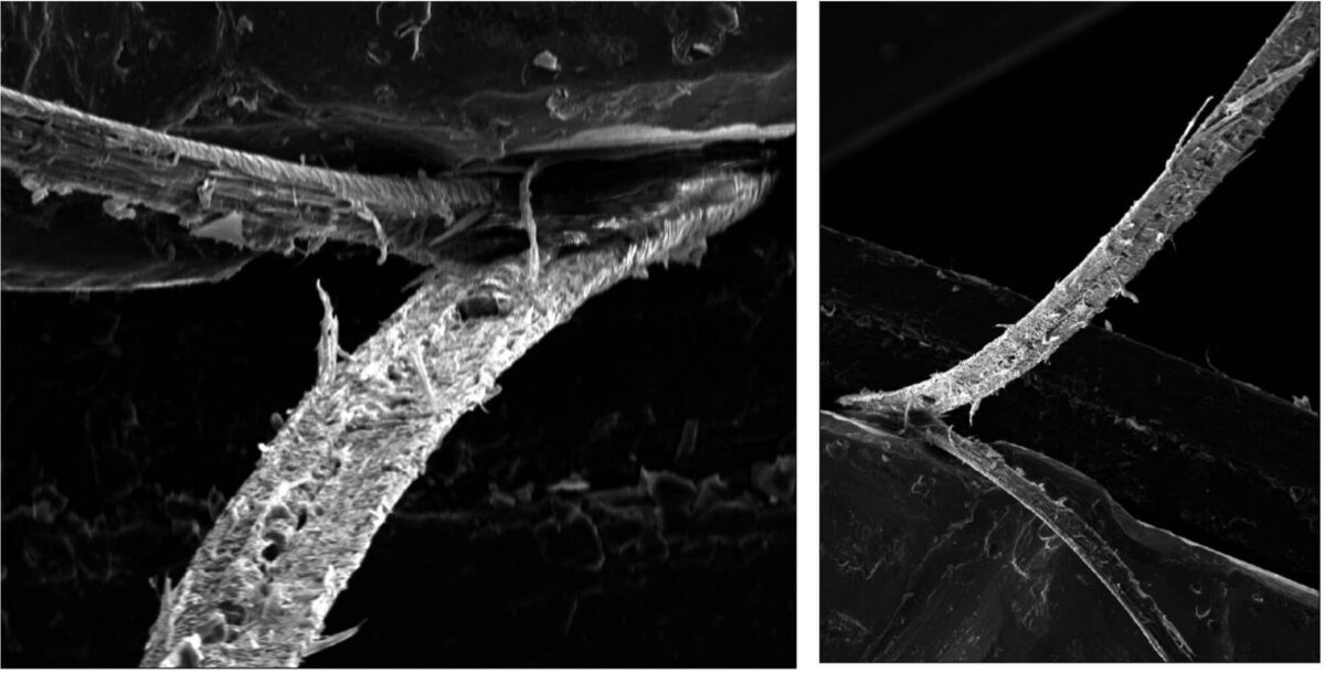 Electron microsope image of a hair, split along its length