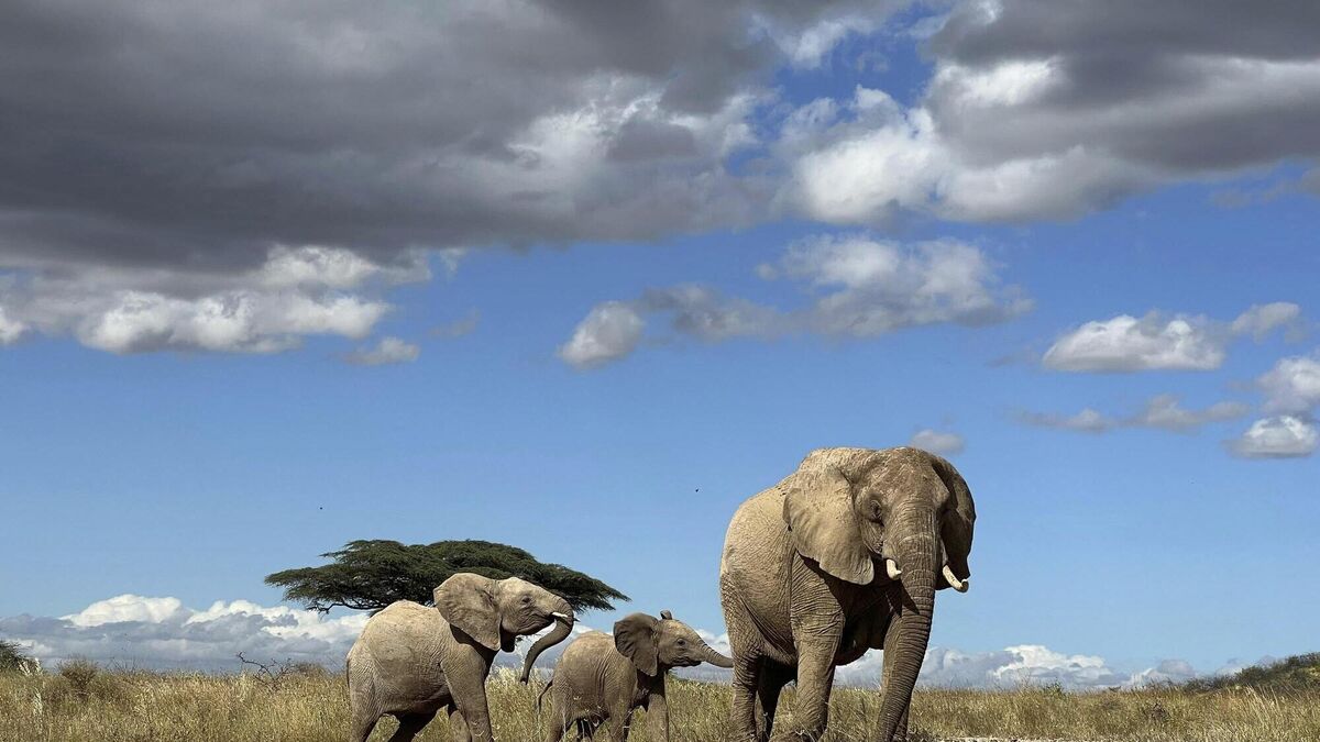 African elephants use names to call each other, study suggests
