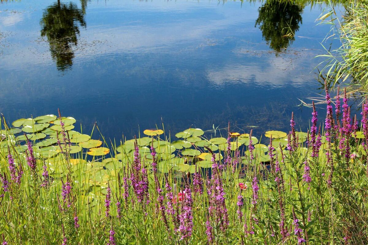 'I am passionate about the mental and physical health benefits of gardening and just being in the great outdoors,' says Peter Dowdall. File picture