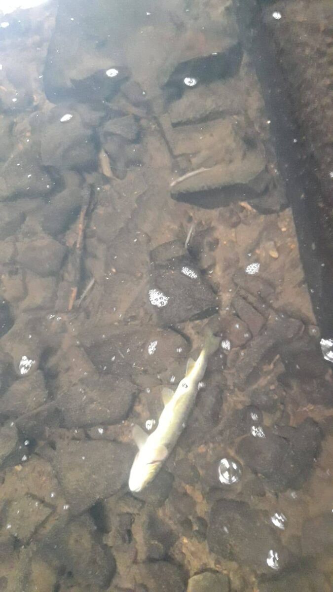 The EPAc found water quality in Ireland was not improving, and nutrient levels remained too high in a large proportion of water bodies.