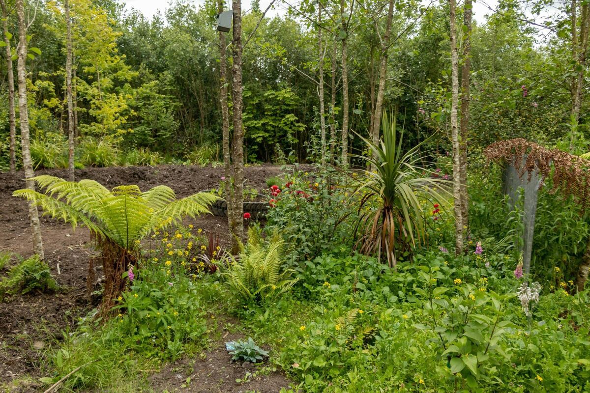 Ennis Men's Shed received a grant from BurrenBeo to help set up this pond Ennis Men's Shed is now just one of six nationwide designated sites for pond demonstrations. Picture: Ennis Men's Shed for outdoors Ennis Men's Shed received a grant from BurrenBeo to help set up this pond Ennis Men's Shed is now just one of six nationwide designated sites for pond demonstrations. Picture: Ennis Men's Shed for outdoors