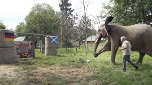 Elephant Bubi kicks the ball towards the goal in Starkenberg, Germany (David Breidert/dpa via AP)