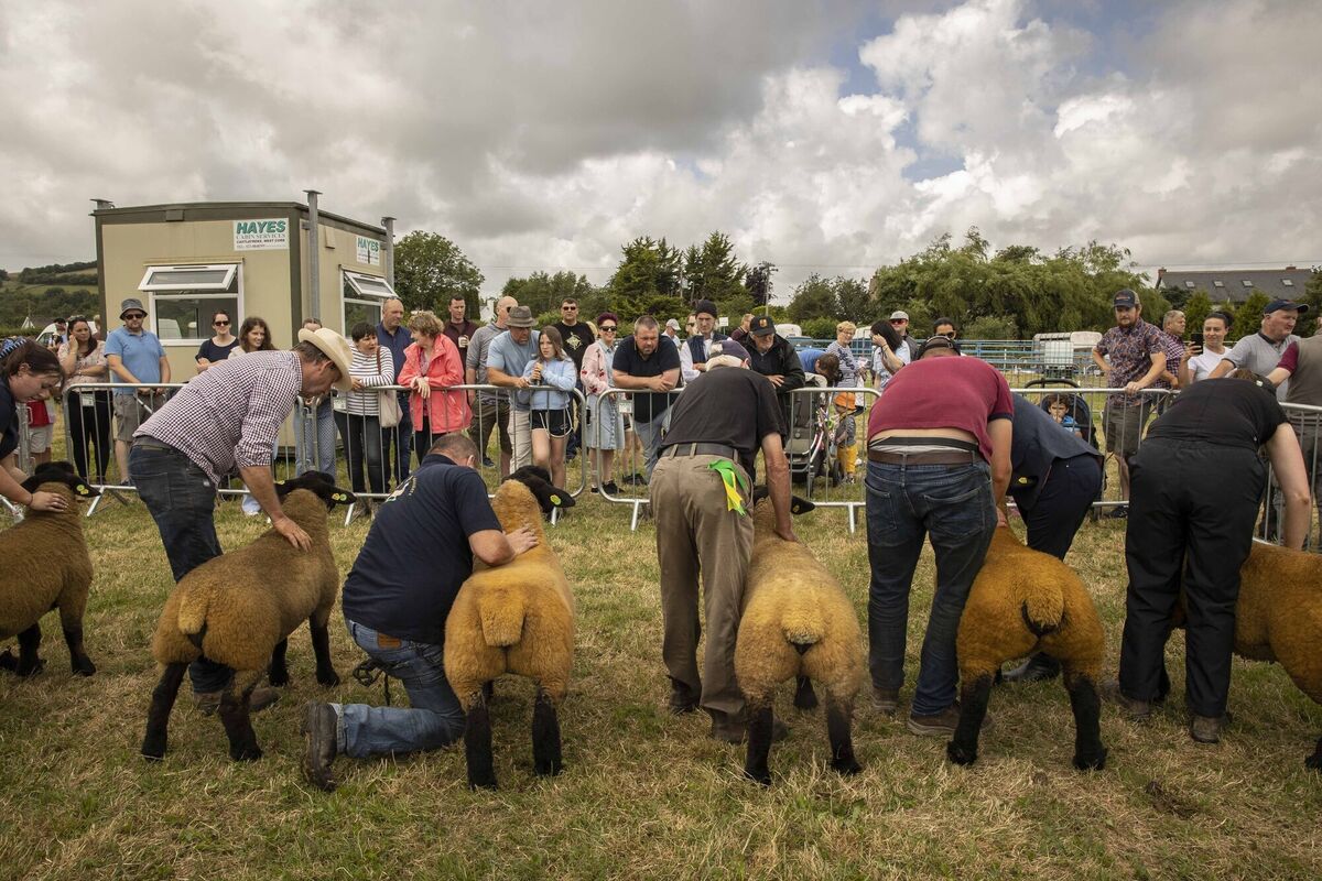 Sheep competitors at last year's Cork Summer Show Picture: Clare Keogh