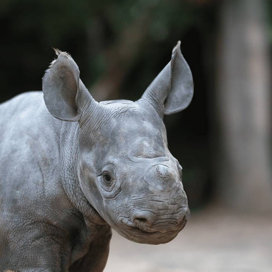 Baby rhino, Lumi, born to mum Zuri last autumn. Picture: Chester Zoo