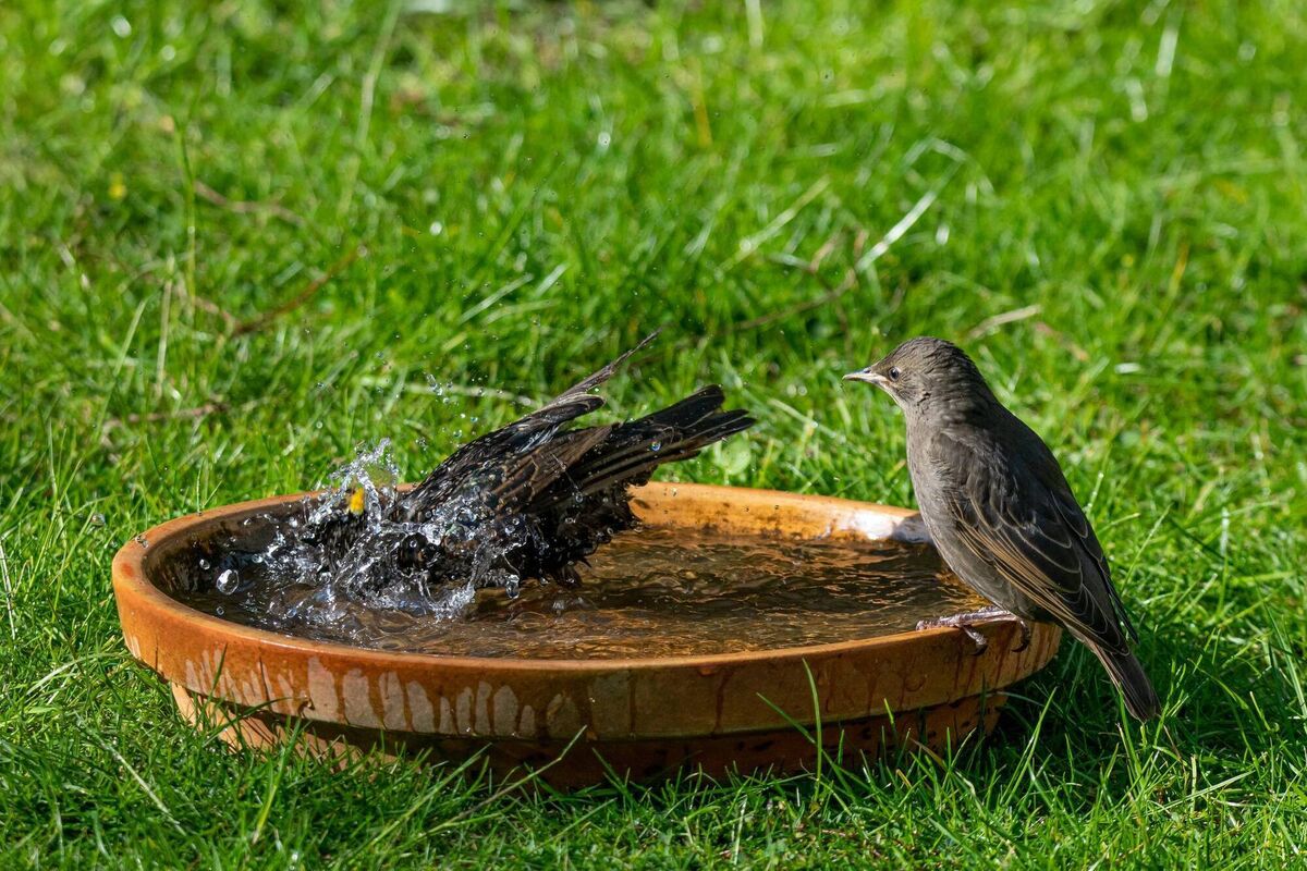 Birds will drink at least twice a day and will preen regularly. 